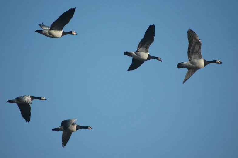 three geese are flying together in the sky