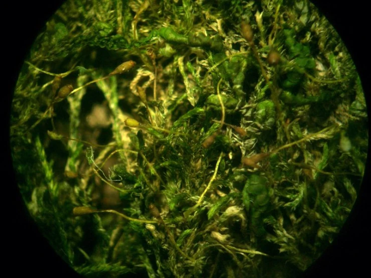 closeup image of moss on the side of a dark background