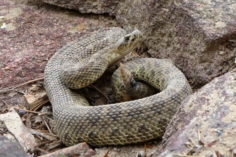 two snakes that are laying down in the dirt