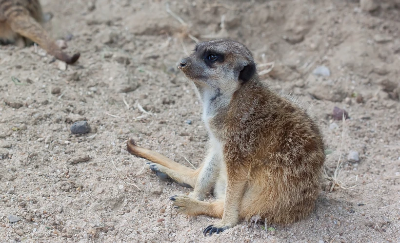 the meerkat is on the ground looking up