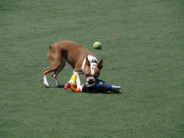 a dog playing ball with his owner at the park