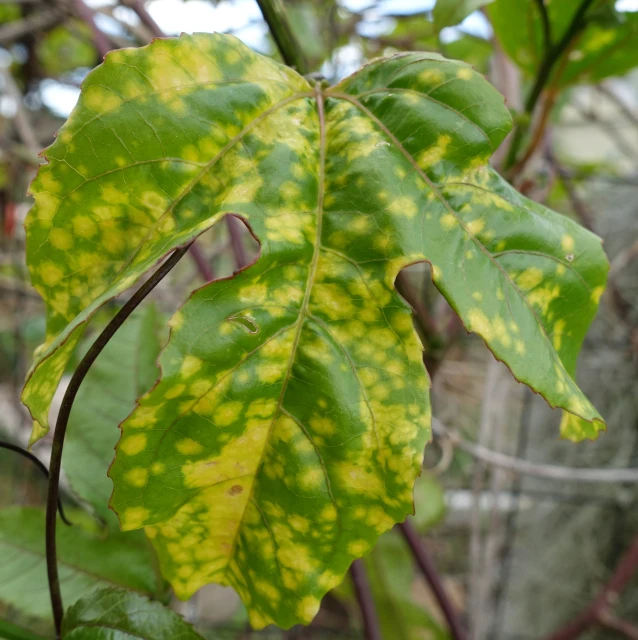 some green and yellow leaves with spots on them