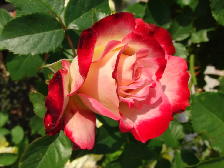 a closeup of a flower, with only one blooming