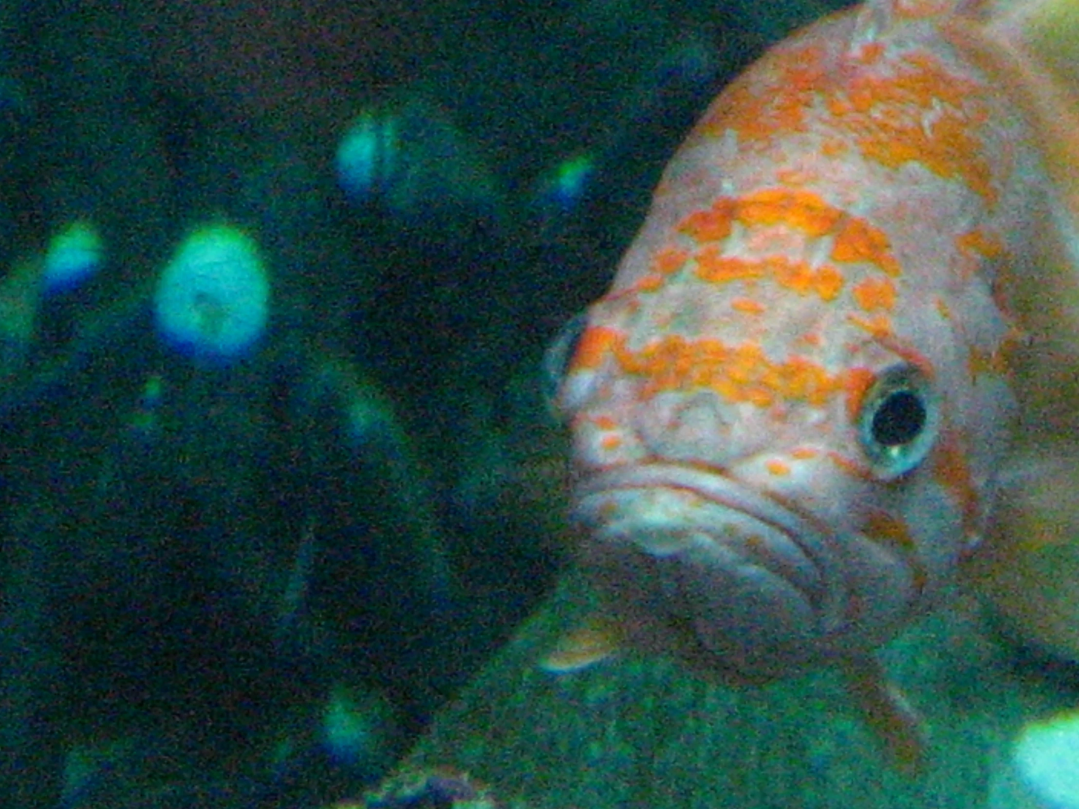 a large fish is looking over his tank