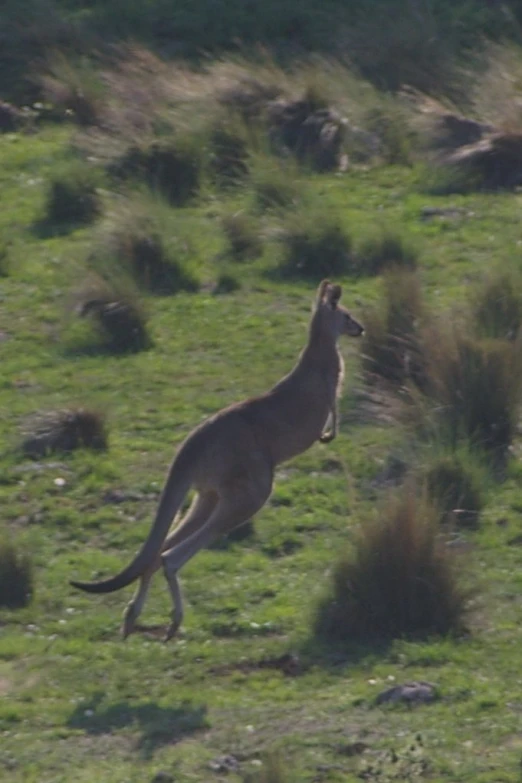 a kangaroo jumping in the air in a grassy area