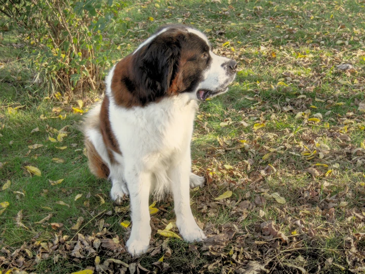 a dog that is standing up in the grass