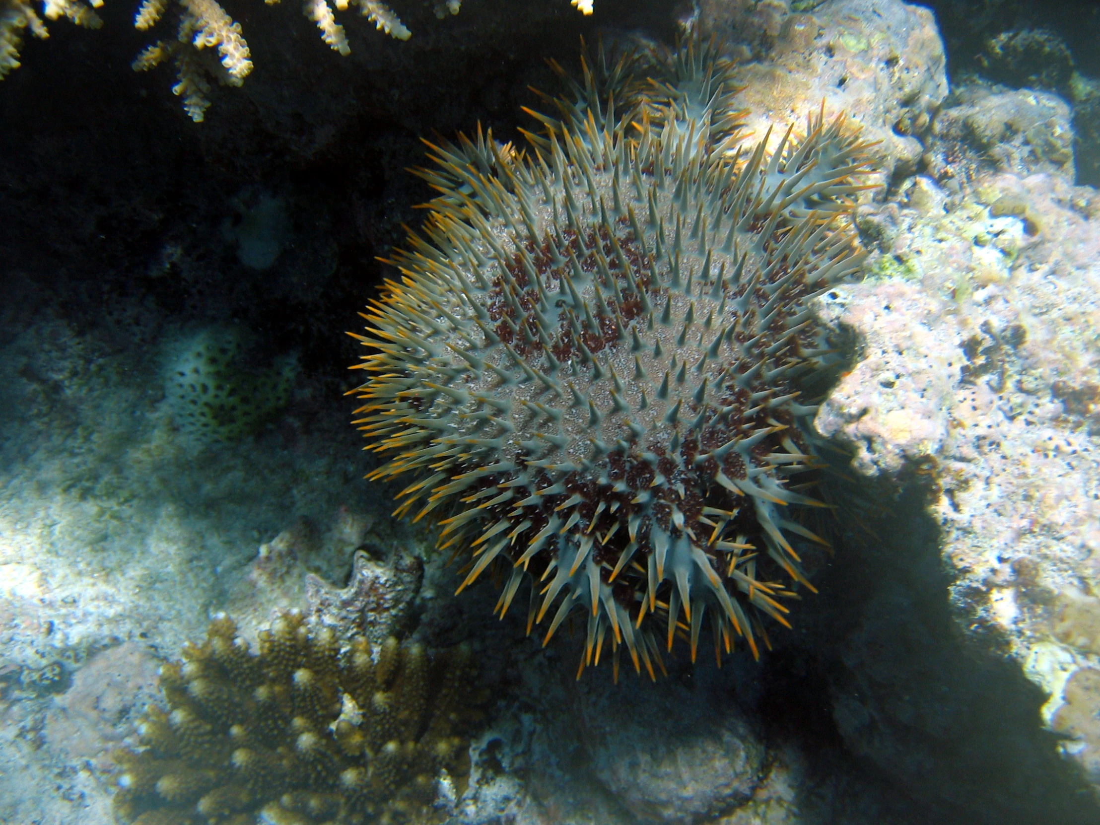 an image of underwater scene with sea urchin and sponge coral