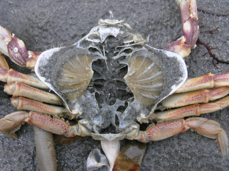 a close up s of a crab with an open shell