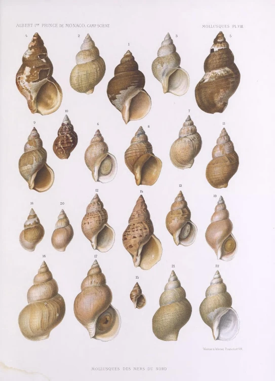 the shells of the earth are all different sizes