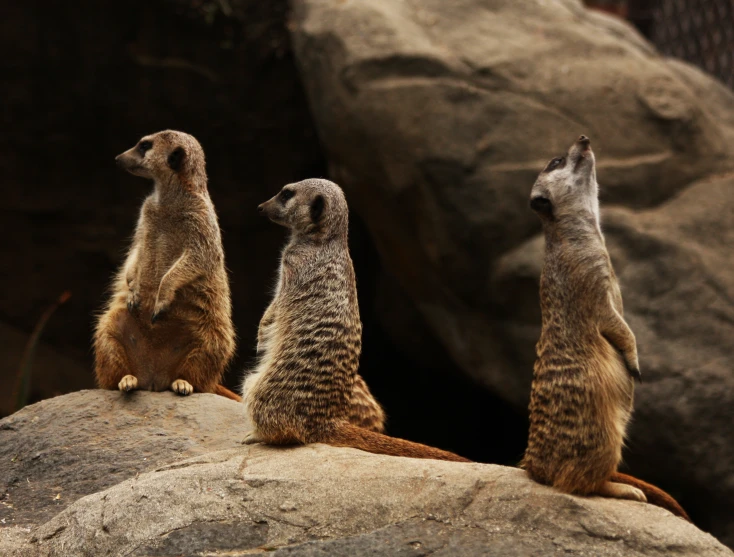 three meerkats on the rocks looking over their back