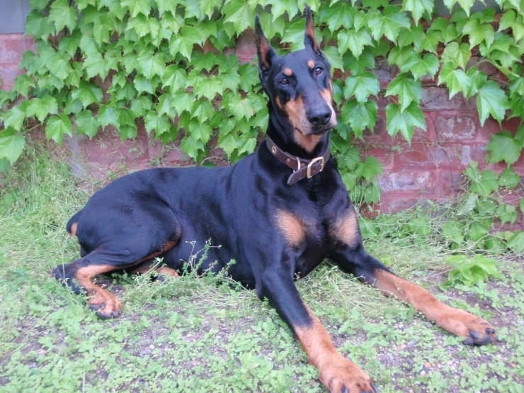 a doberman laying in the grass next to a wall