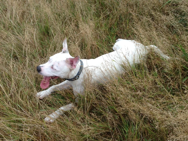 dog laying in tall grass with its tongue out and tongue out