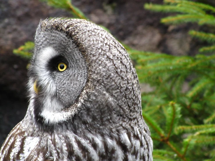 a close up view of an owl sitting near a tree