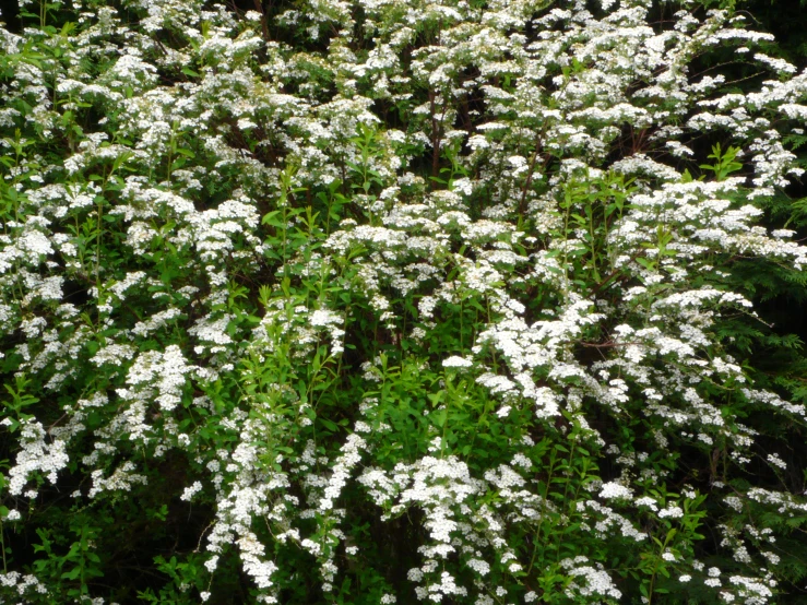 large clusters of white flowers in an english garden