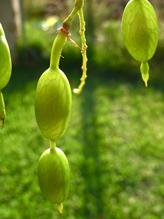 a green tree with buds hanging from it