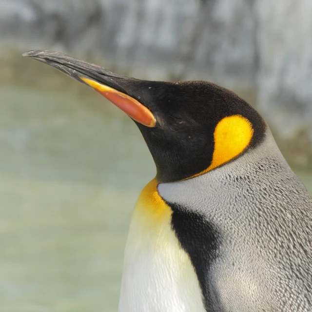 a penguin with it's eyes opened near water