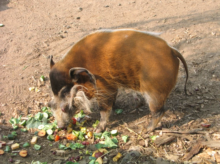 a big pig eating leaves and mushrooms off the ground