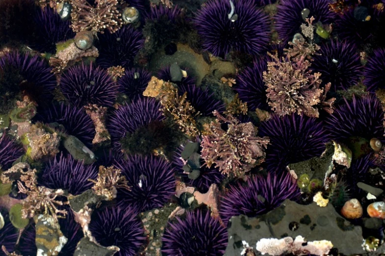 this po looks like an image of purple seaweed