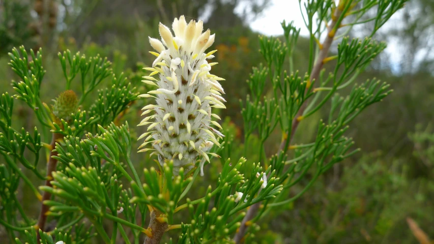 a flower with white flowers in the middle of some green plants