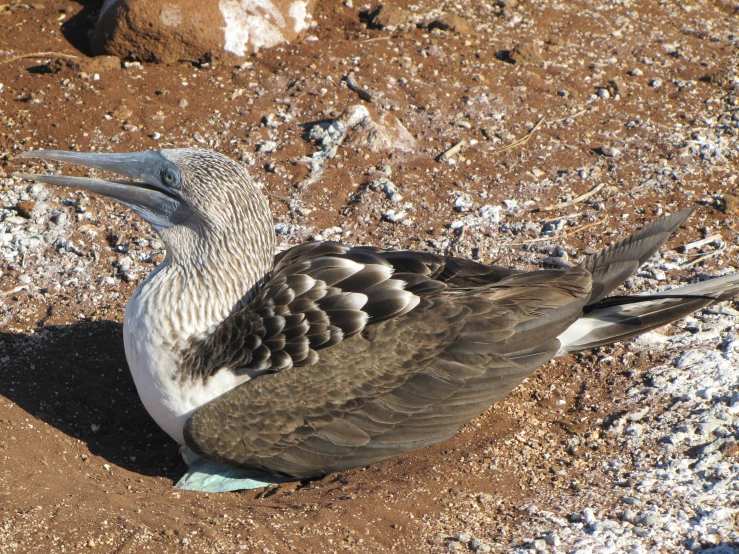 a seagull rests its head on the ground next to it's eggs