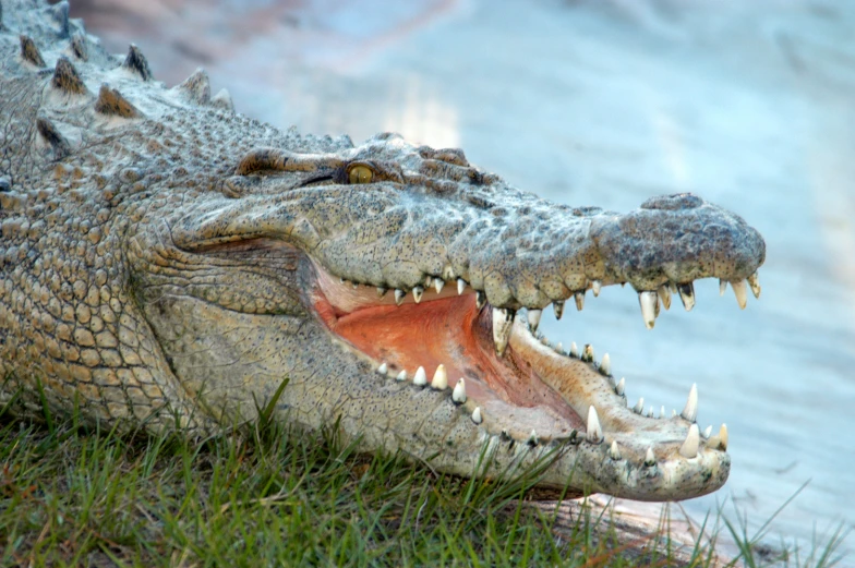 an alligator in the grass next to some water