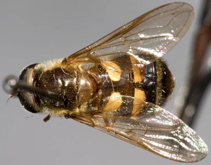 a bee in mid flight flying and covered in dew