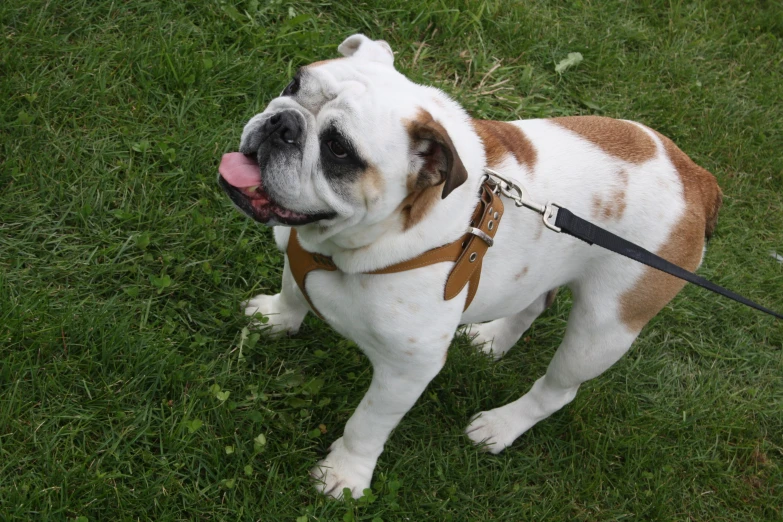 a small brown and white dog sitting on top of a lush green field