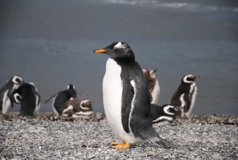 a penguin on the beach with other penguins