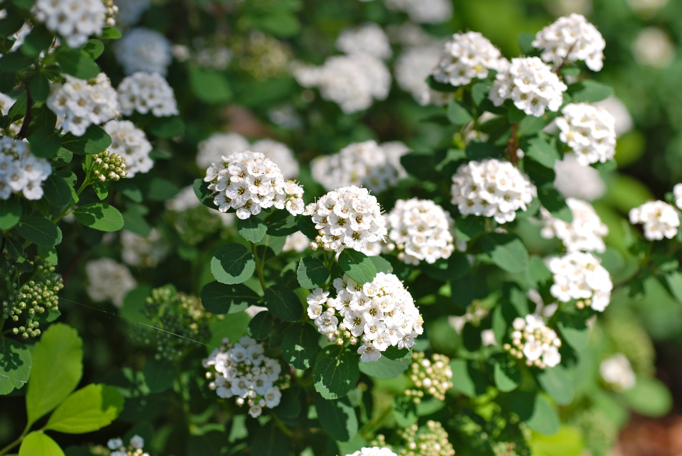 an image of plants that are blooming very quickly