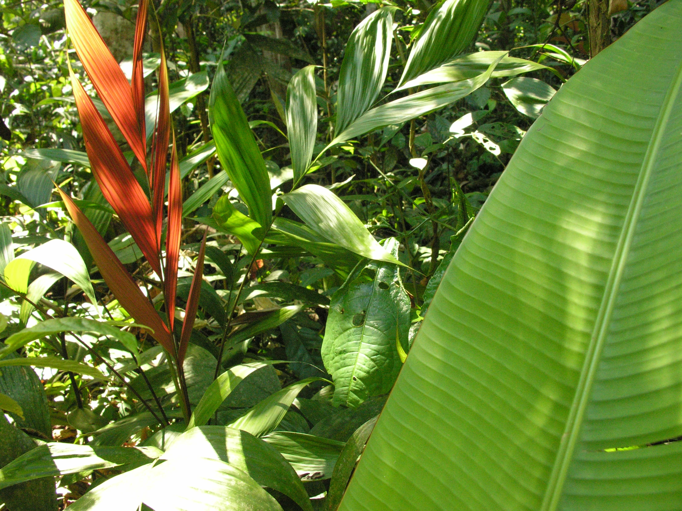 a group of green plants in a forest