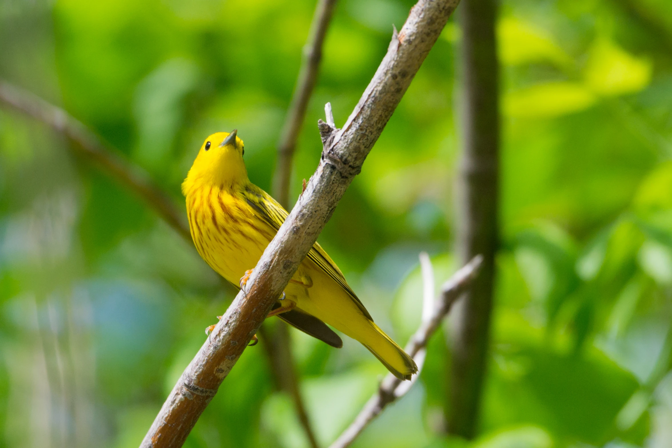 a yellow bird sits on a tree nch