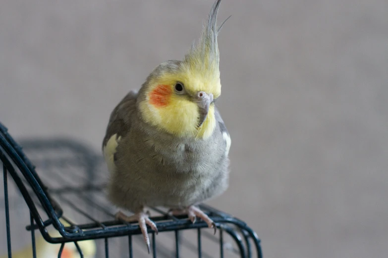 a yellow and gray bird perched on top of a cage