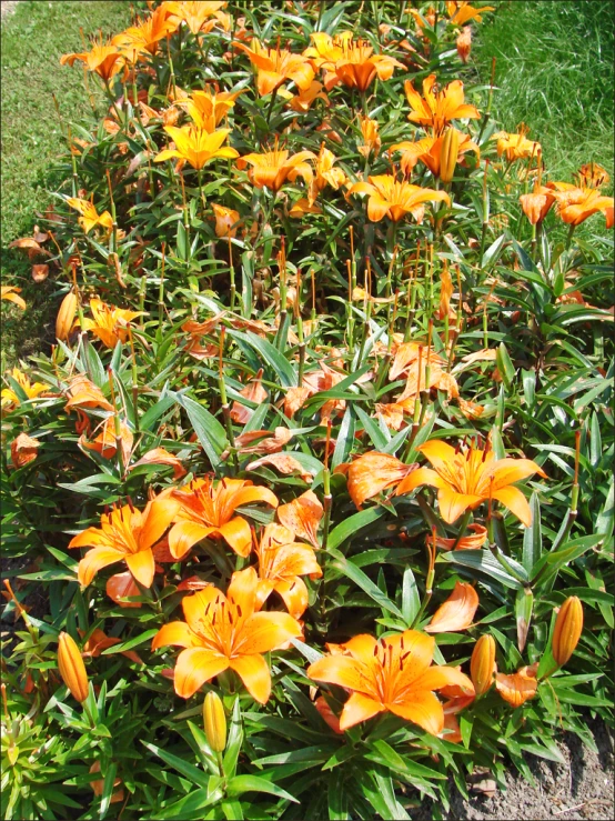 several yellow flowers are blooming in a garden