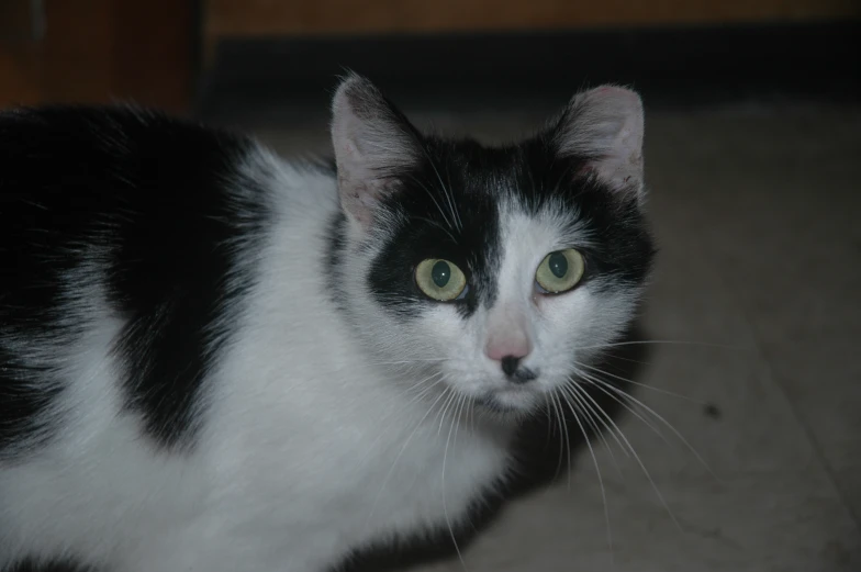 a black and white cat looking towards the camera