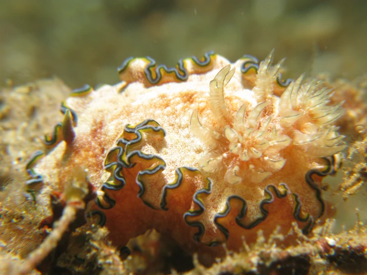 an orange and blue sea slug sitting on top of a rock