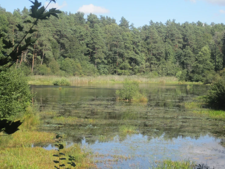 the water in the river is reflecting the trees