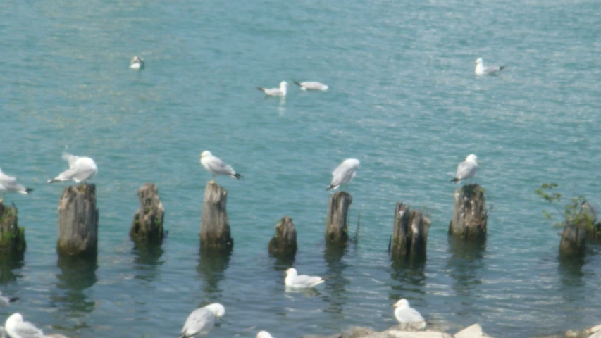 seagulls and birds are perched on wooden posts near the water