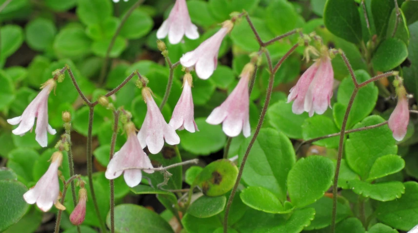 pink and white flowers growing on green plants