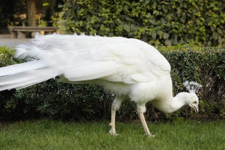 a large white bird is walking through some grass