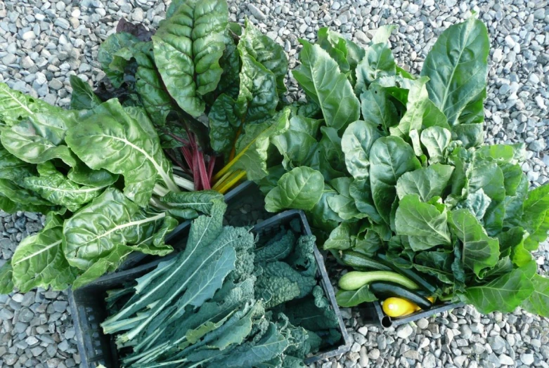 a group of plants in bins with leaves and vegetables