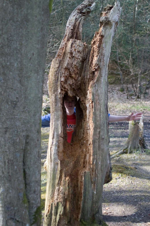 a  in red shirt climbing into a tree trunk