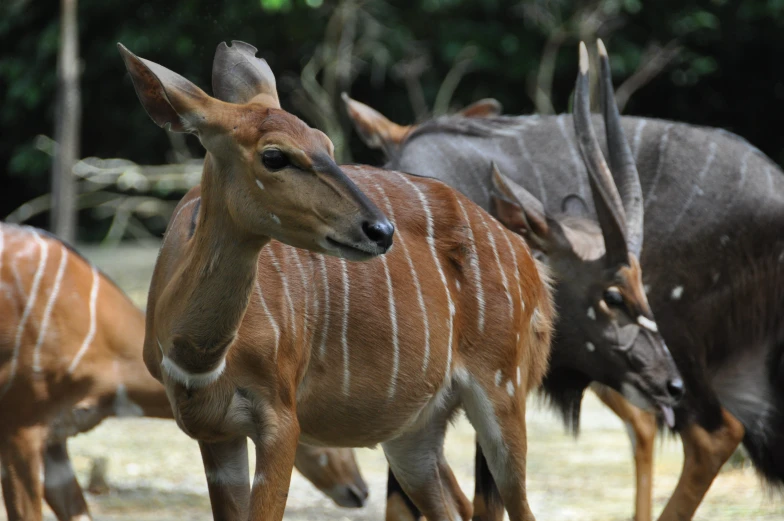 an image of some animals that are in the grass