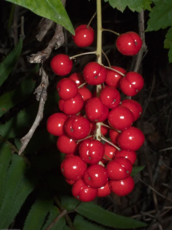 a bunch of cherries hanging from a nch with leaves