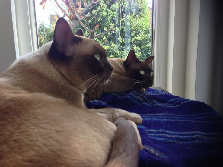 a siamese cat and a siamese cat laying on top of the bed