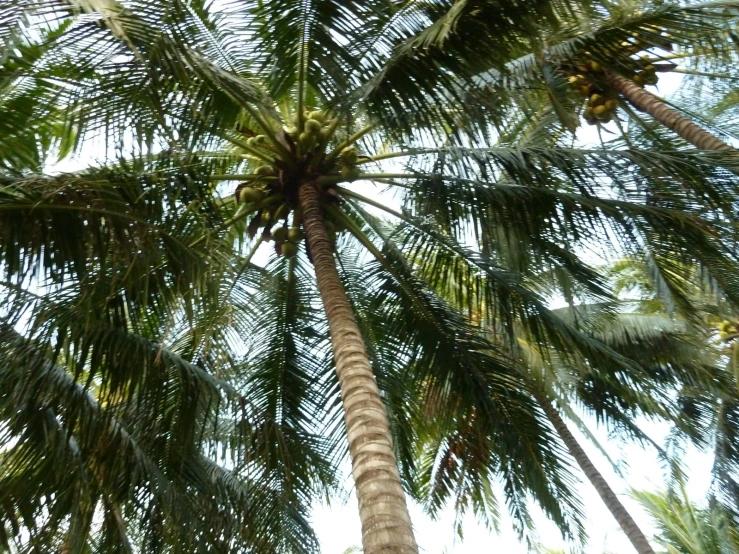 the trunk of a palm tree with a sky background