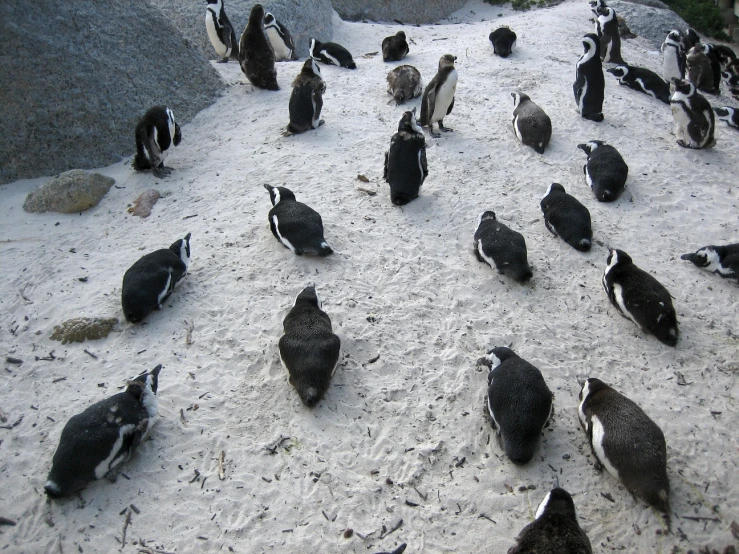 this is an image of penguins on the beach