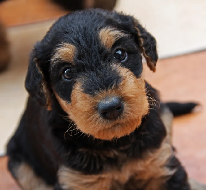 the small puppy is sitting on the floor staring at the camera