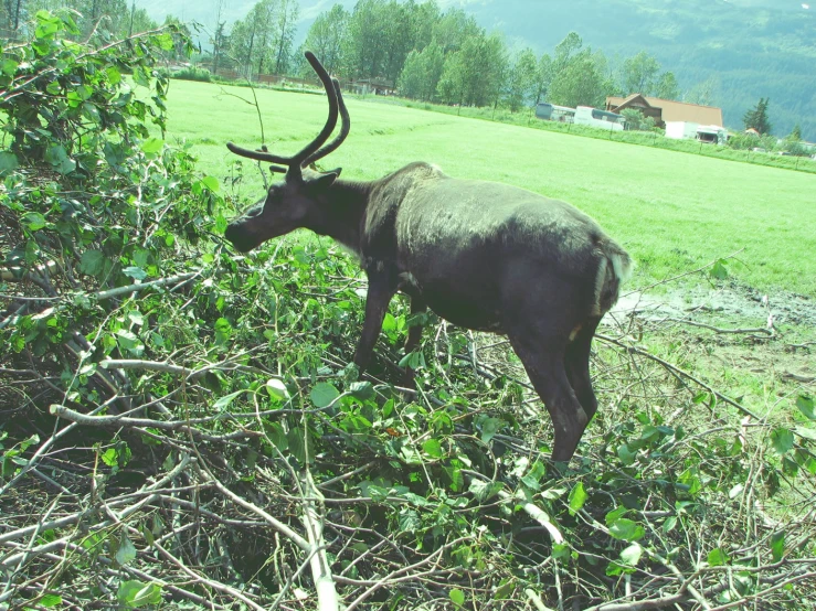 a very large bull stands next to a big bunch of trees