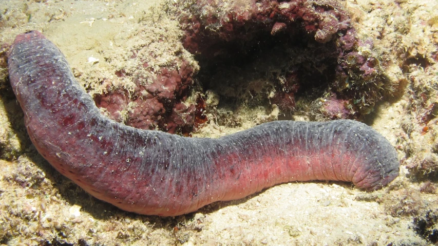 a red and purple sea slug on top of sand