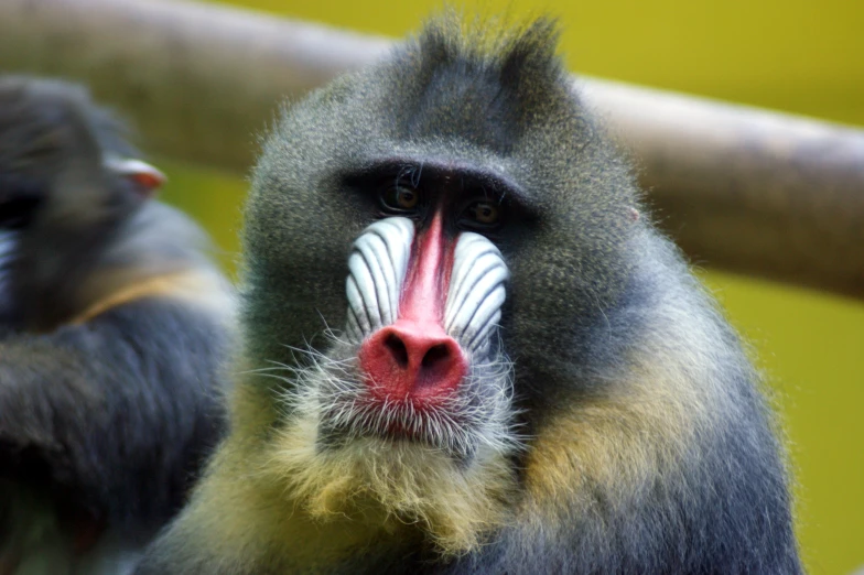 the monkeys have a large white striped eye and a black face